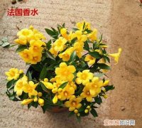 法国香水茉莉怎么养 法国香水茉莉的养殖方法