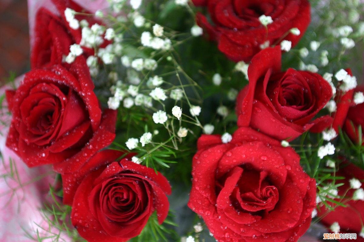 玫瑰代表什么,玫瑰象征意义