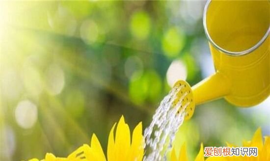 三角梅烂根怎么办 三角梅烂根的解决方法