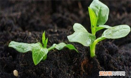 三角梅烂根怎么办 三角梅烂根的解决方法