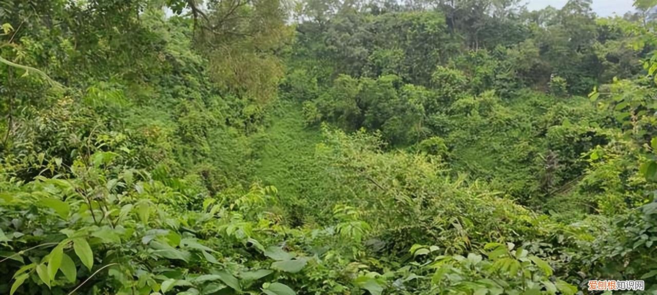 海口火山口地质公园,鉴赏海口火山地质公园