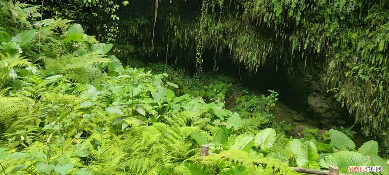 海口火山口地质公园,鉴赏海口火山地质公园