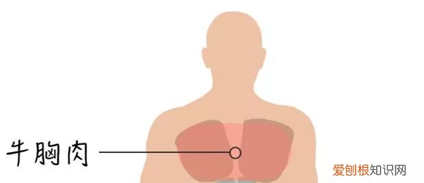 牛腩是牛身上的哪个部位图片,牛身上108个部位名称