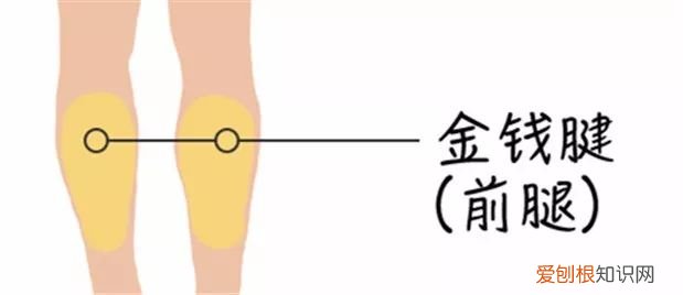 牛腩是牛身上的哪个部位图片,牛身上108个部位名称