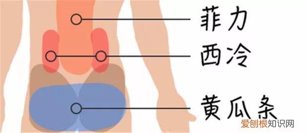 牛腩是牛身上的哪个部位图片,牛身上108个部位名称