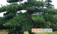 银杏怎么属于裸子植物，银杏果怎么种植盆栽 银杏果如何种植盆栽