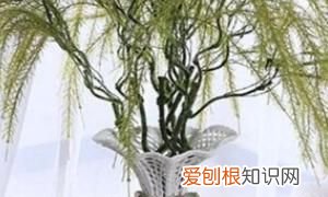 银杏怎么属于裸子植物，银杏果怎么种植盆栽 银杏果如何种植盆栽