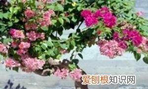 银杏怎么属于裸子植物，银杏果怎么种植盆栽 银杏果如何种植盆栽