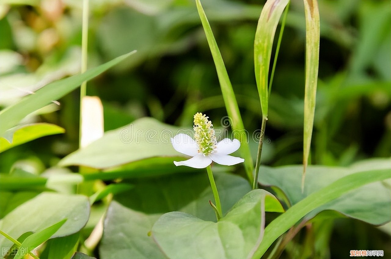 《国家药典》禁三种中药！肾毒性也会致癌