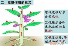 植物的蒸腾作用在什么条件下进行 植物的蒸腾作用在什么条件下进行介绍