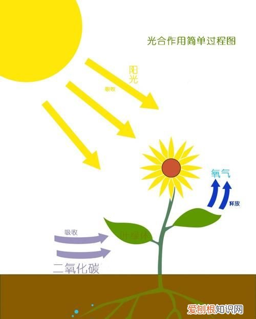 植物的向光生长是因为什么 植物的向光生长的原因