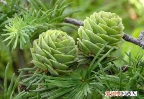 红杉是裸子植物 红杉是不是裸子植物