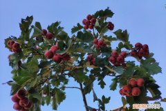 什么季节适宜种植山楂树，山楂是什么季节的 山楂的季节介绍