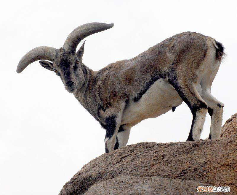 为什么青藏高原上的羊能在垂直悬崖上跳跃奔跑