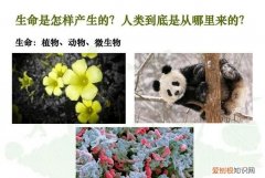 生物包括植物和动物 生物是不是包括植物和动物