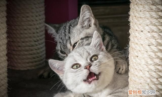 如何自制猫粮用米饭，如何自制猫食 怎样自制猫食