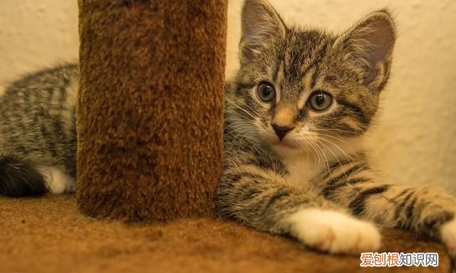 如何自制猫粮用米饭，如何自制猫食 怎样自制猫食