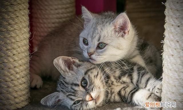 如何自制猫粮用米饭，如何自制猫食 怎样自制猫食
