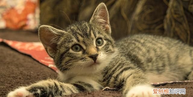 如何自制猫粮用米饭，如何自制猫食 怎样自制猫食