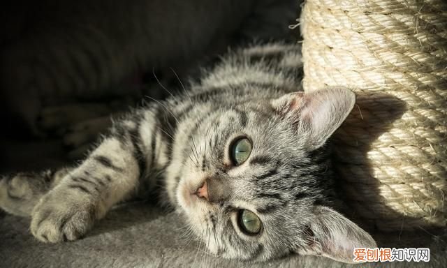 如何自制猫粮用米饭，如何自制猫食 怎样自制猫食