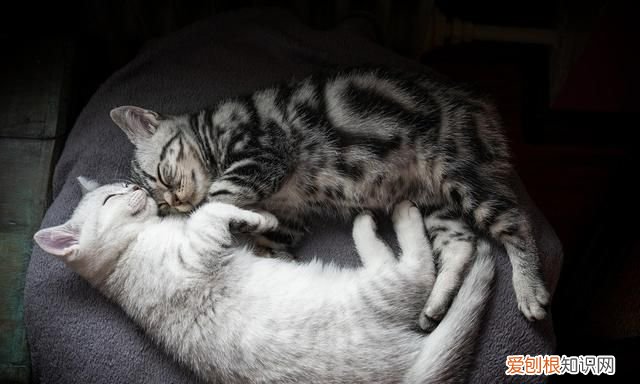 如何自制猫粮用米饭，如何自制猫食 怎样自制猫食