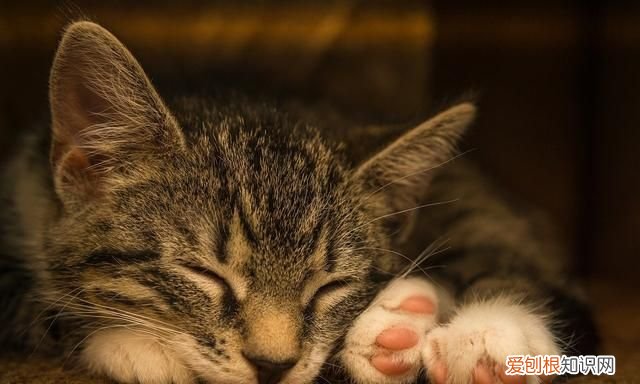 如何自制猫粮用米饭，如何自制猫食 怎样自制猫食