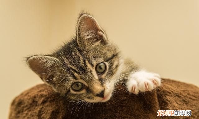 如何自制猫粮用米饭，如何自制猫食 怎样自制猫食