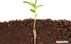 植物的根冠有什么作用 植物的根冠作用