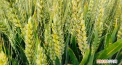 如何种植高产小麦 种植高产小麦的技巧