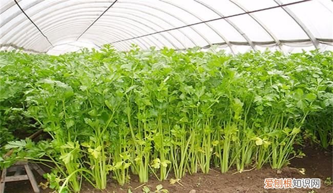 暖棚芹菜的种植技术和栽培时间，芹菜种植技术介绍 芹菜如何种植