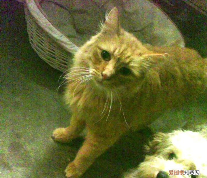 我被轮奸了,妻子误以为丈夫回来了