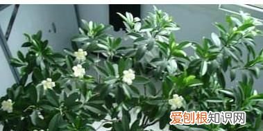 水晶茉莉的养殖方法 水晶茉莉如何养殖