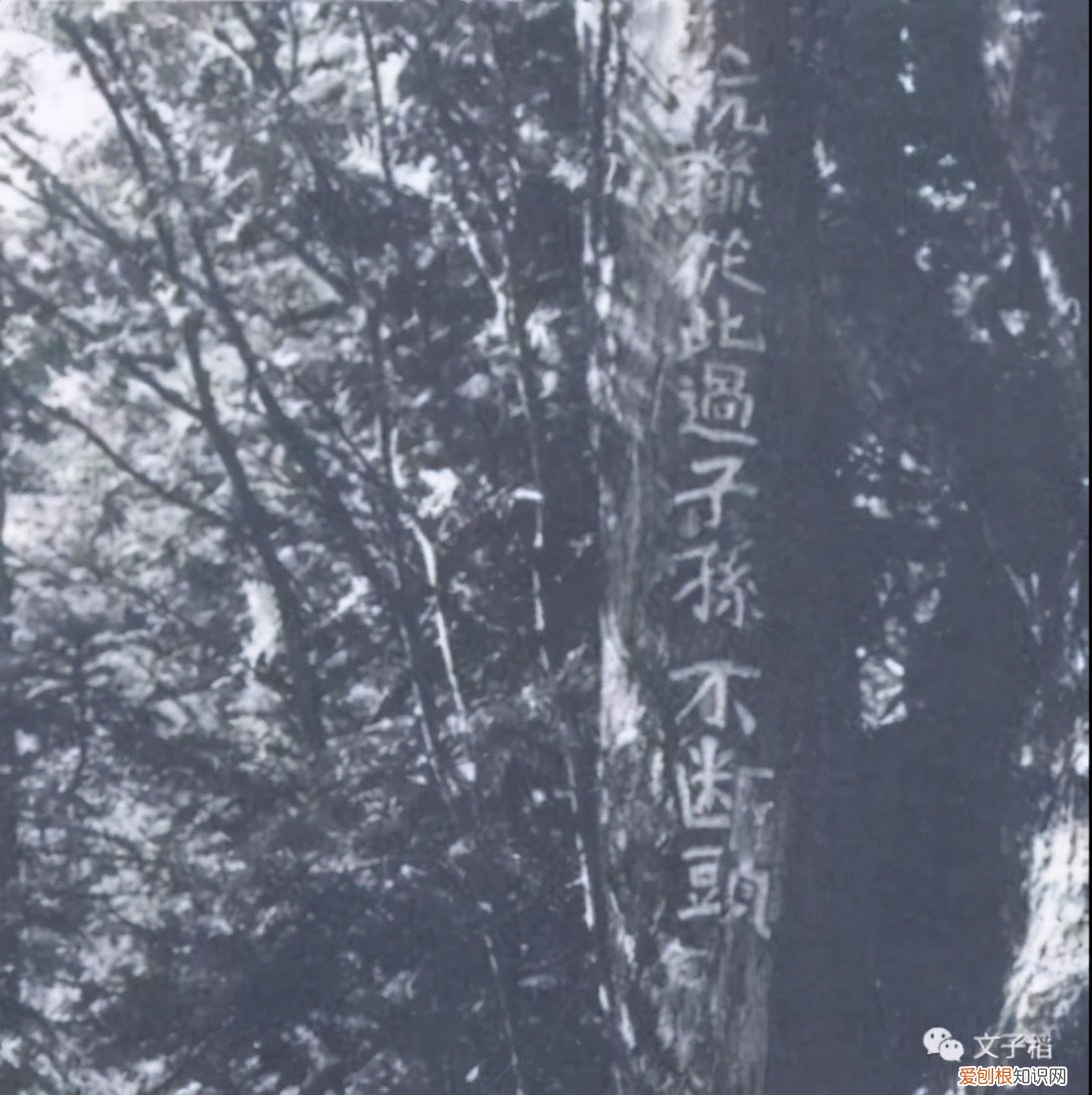 赵薇事件远比你想象的复杂 赵薇被全网封的主要原因