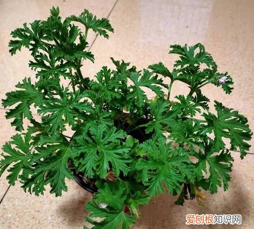 什么树不生虫能驱赶蚊子，驱蚊花草有哪些 什么花草可以驱蚊子