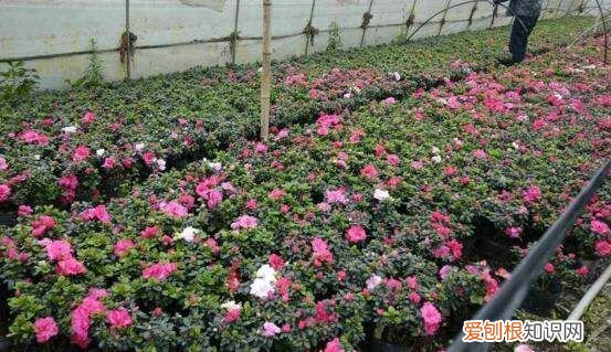 西洋鹃的养殖方法和注意事项 西洋鹃如何养殖