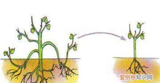 西洋鹃的养殖方法和注意事项 西洋鹃如何养殖