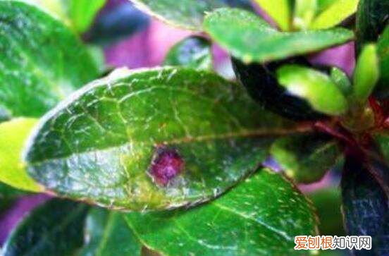 西洋鹃的养殖方法和注意事项 西洋鹃如何养殖