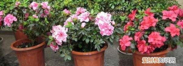 西洋鹃的养殖方法和注意事项 西洋鹃如何养殖