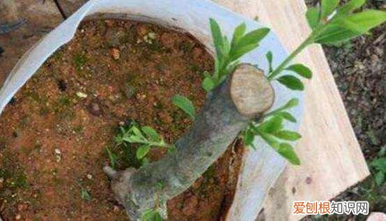 西洋鹃的养殖方法和注意事项 西洋鹃如何养殖