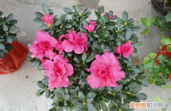 西洋鹃的养殖方法和注意事项 西洋鹃如何养殖