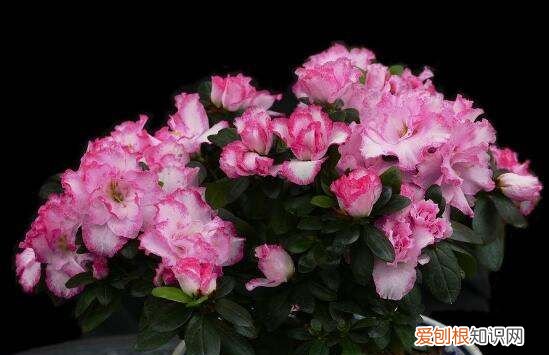 西洋鹃的养殖方法和注意事项 西洋鹃如何养殖