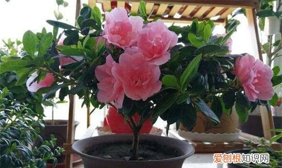 西洋鹃的养殖方法和注意事项 西洋鹃如何养殖