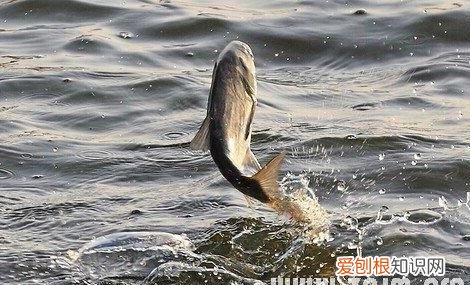 周公解梦别人买鱼是什么意思 周公解梦别人买鱼含义