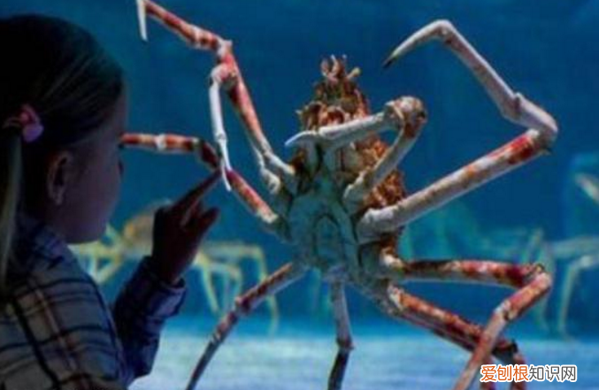 是什么蟹有多大 世界上最大的螃蟹