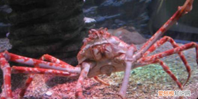 是什么蟹有多大 世界上最大的螃蟹