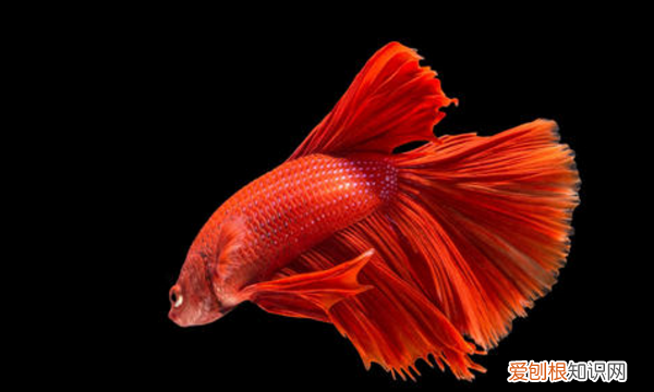 如何判断斗鱼是否抱卵，半月母鱼抱卵的表现是什么