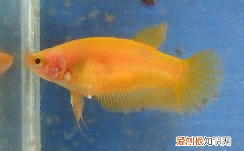 如何判断斗鱼是否抱卵，半月母鱼抱卵的表现是什么