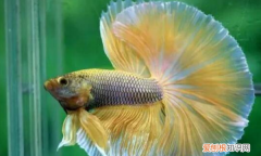 如何判断斗鱼是否抱卵，半月母鱼抱卵的表现是什么