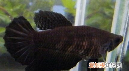 如何判断斗鱼是否抱卵，半月母鱼抱卵的表现是什么