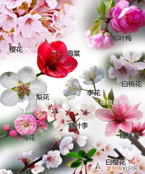 梅花和桃花的区别 如何区别梅花和桃花